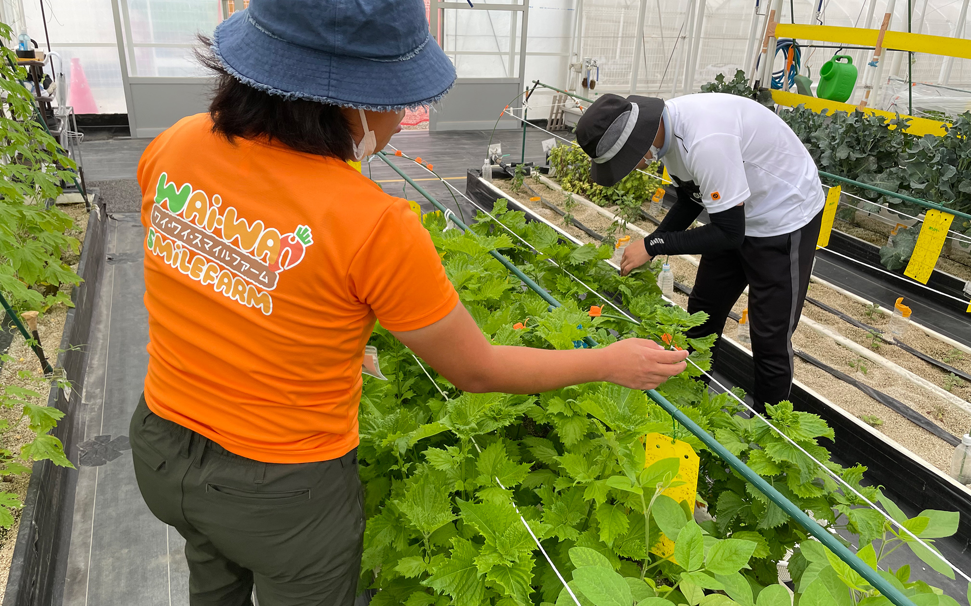 自社農園で野菜を収穫するスタッフ